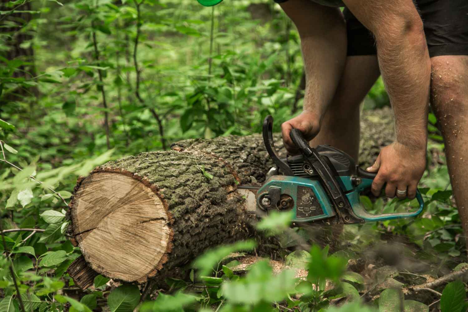 Best Tree Removal Near Me  in Milan, MO